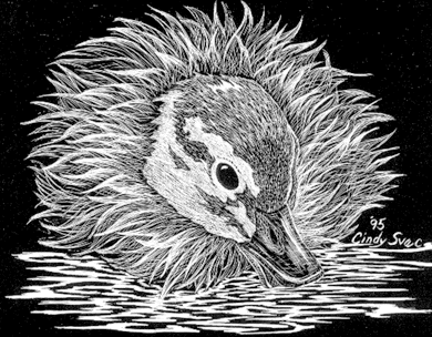 Duck