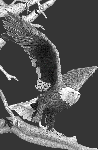 Eagle