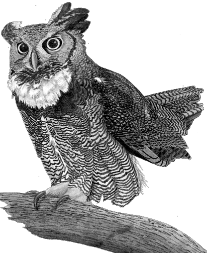 Owl